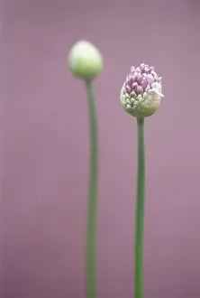 Chive: Chive