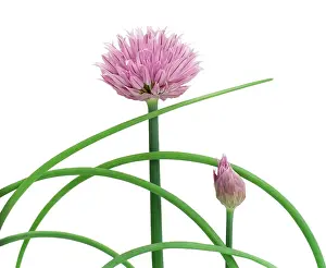 Chive: Chive