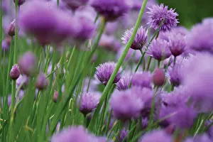 Chive: Chive
