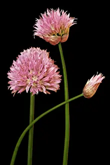 Chive: Chive