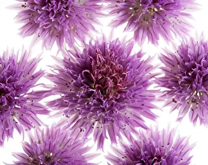 Organized: Chive