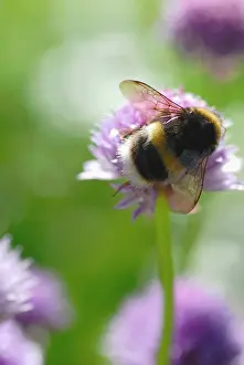 Poise: Chive