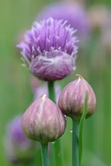 Chive: Chive
