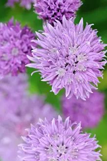 Chive: Chive