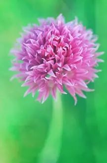 Chive: Chive
