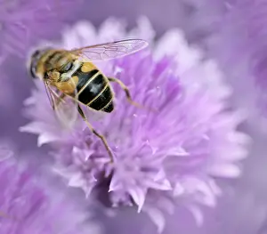 Pollinating: Chive
