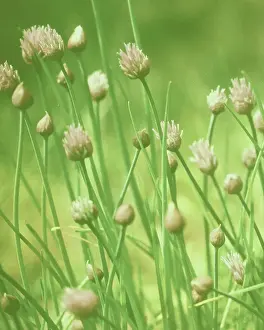 Crazy: Chive