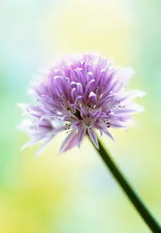 Salad: Chive
