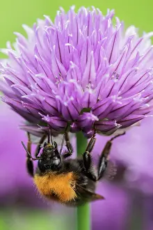 Salad: Chive, Allium schoenoprasum, Mauve subject