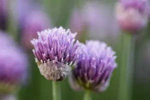 Salad: Chive, Allium schoenoprasum, Mauve subject
