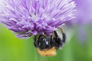 Salad: Chive, Allium schoenoprasum, Mauve subject