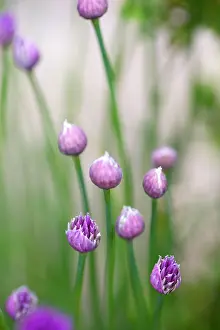 Onion: Chive, Allium schoenoprasum, Purple buds and emerging