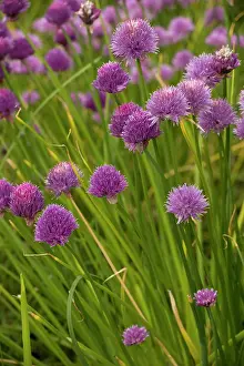 Chives: Chives