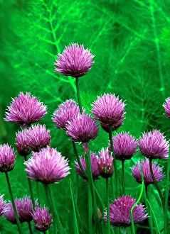 Attractive: Chives - An attractive border plant in a vegetable garden