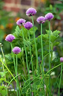 Chives: Chives - in a herb garden