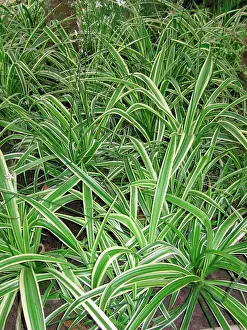 Comosum: Chlorophytum comosum variegatum - In garden