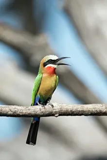 Sing: above Chobe River