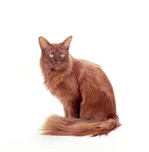 Supernatural: CHOC - British Angora, chocolate