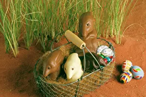 Australias: Chocolate Bilby - AustraliaIs version of the Easter bunny