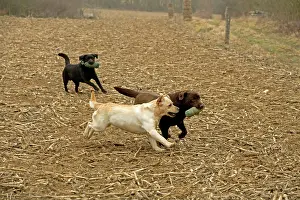 Retrieving: Chocolate, Black and Yellow Labradors - running