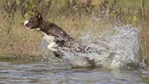 101121: Chocolate border collie, Canis familiaris, playing in water