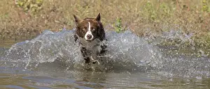 101121: Chocolate border collie, Canis familiaris, playing in water