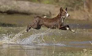 101121: Chocolate border collie, Canis familiaris, playing in water