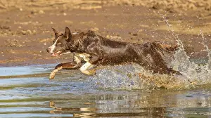 101121: Chocolate border collie, Canis familiaris, playing in water