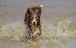 101121: Chocolate border collie, Canis familiaris, playing in water
