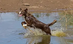 101121: Chocolate border collie, Canis familiaris, playing in water