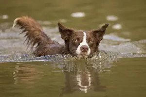101121: Chocolate border collie, Canis familiaris, playing in water