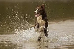 101121: Chocolate border collie, Canis familiaris, playing in water