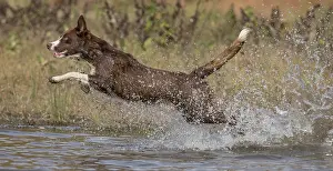 101121: Chocolate border collie, Canis familiaris, playing in water