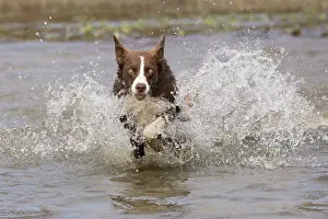 101121: Chocolate border collie, Canis familiaris, playing in water