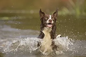 101121: Chocolate border collie, Canis familiaris, playing in water
