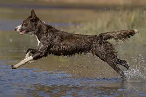 101121: Chocolate border collie, Canis familiaris, playing in water