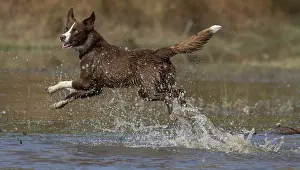 101121: Chocolate border collie, Canis familiaris, playing in water