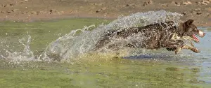 101121: Chocolate border collie, Canis familiaris, playing in water