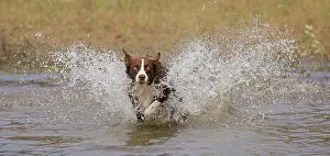 101121: Chocolate border collie, Canis familiaris, playing in water