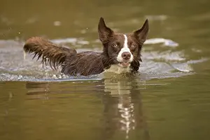 101121: Chocolate border collie, Canis familiaris, playing in water