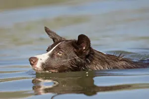 101121: Chocolate border collie, Canis familiaris, playing in water