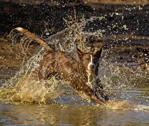 101121: Chocolate border collie, Canis familiaris, playing in water
