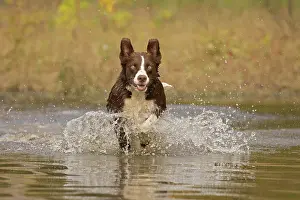 101121: Chocolate border collie, Canis familiaris, playing in water