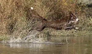 101121: Chocolate border collie, Canis familiaris, playing in water