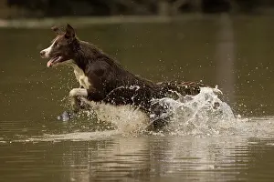 101121: Chocolate border collie, Canis familiaris, playing in water
