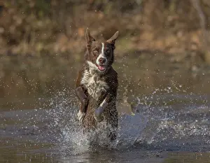 180222: Chocolate border collie, Canis familiaris, playing in water