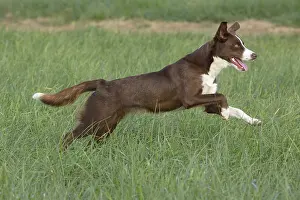 180222: Chocolate border collie, Canis familiaris, Maryland