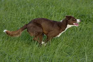 180222: Chocolate border collie, Canis familiaris, Maryland