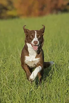 180222: Chocolate border collie, Canis familiaris, Maryland