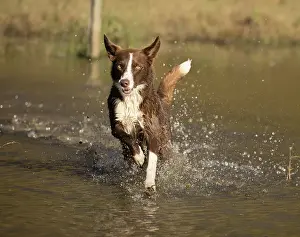 Chocolate: Chocolate border collie, Canis familiaris, playing in water